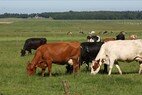Zuiderfennesnpolder Oudemirdum